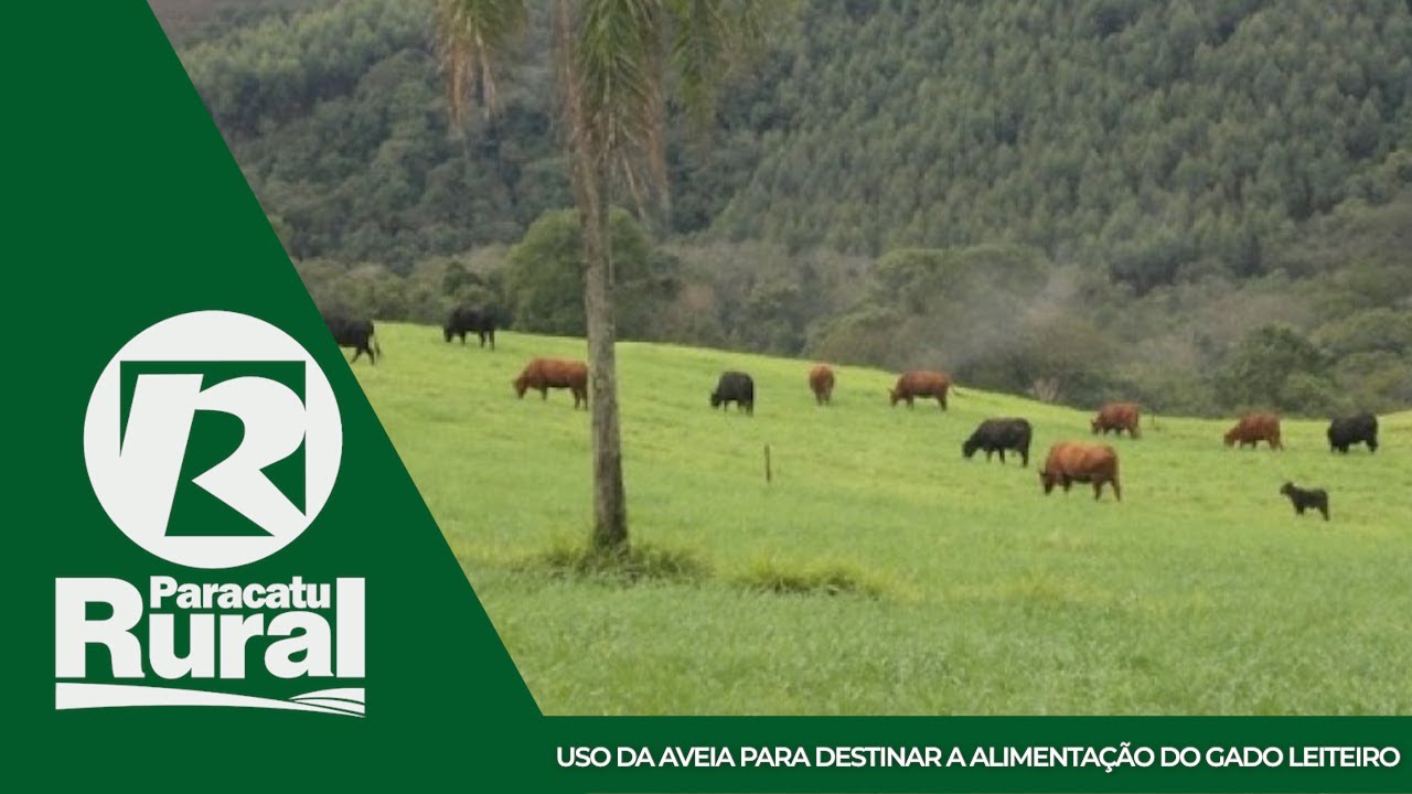 Uso da AVEIA para destinar a ALIMENTAÇÃO do GADO LEITEIRO é o tema do momento zootecnia