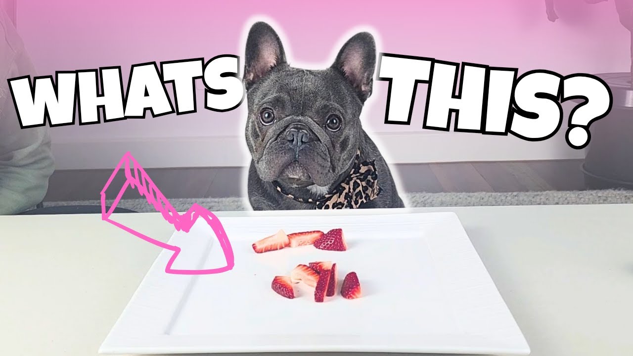 My FOOD Challenge REVIEW with frenchie (Ruby)