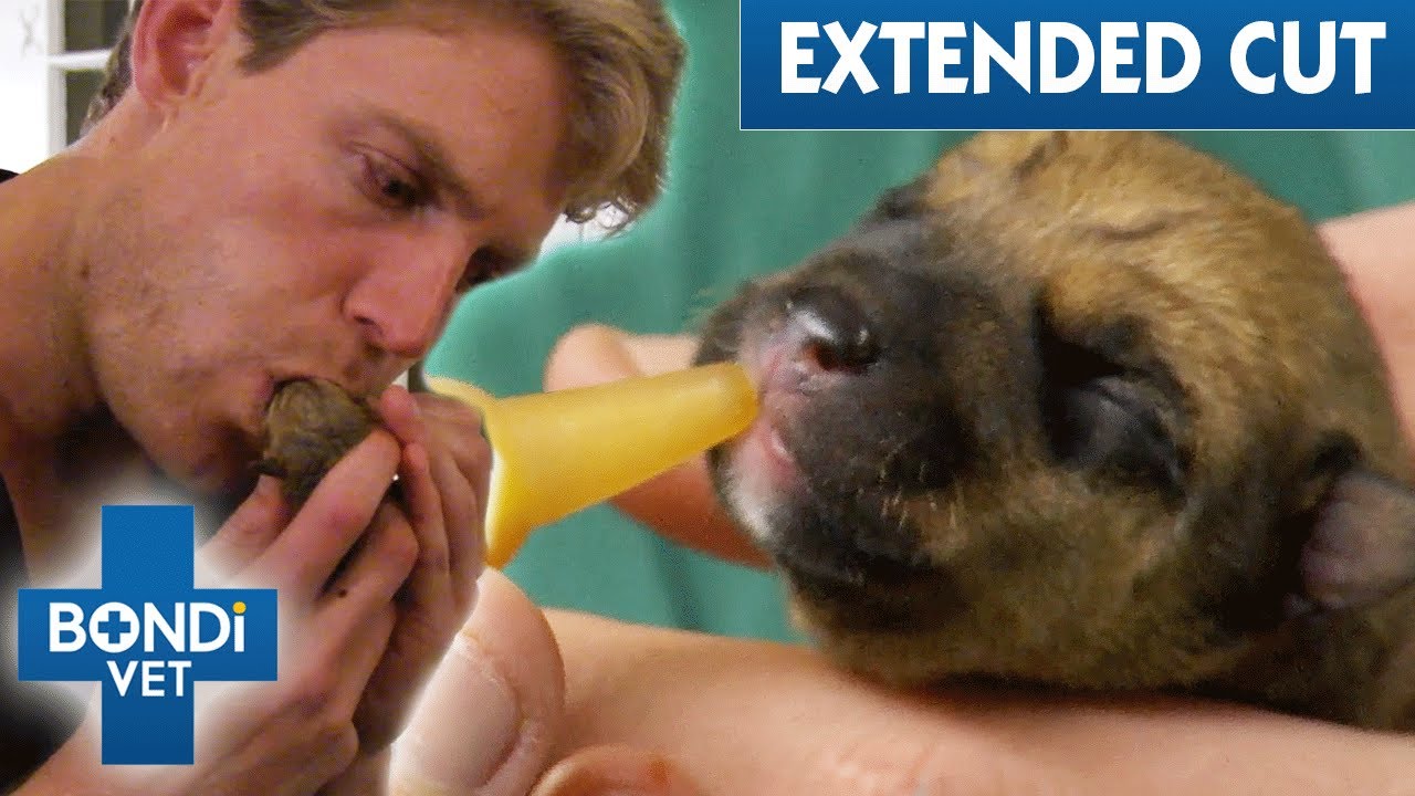 Will Puppies Survive Rough 8-Hour High-Risk Birth? 💔 Extended Cuts | Bondi Vet Full Episodes