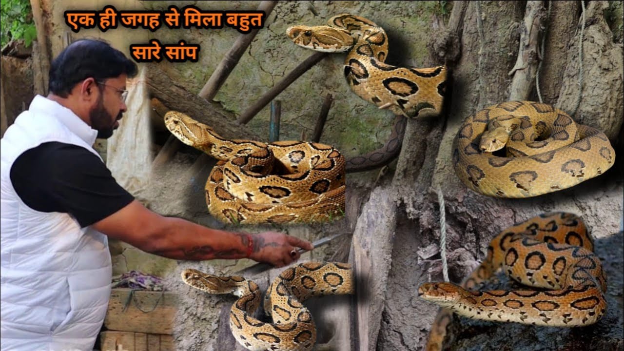 इस घर मैं है सांपो का मेला एक ही जगह से मिला वाईपर Bapi da भी हुऐ हैरान