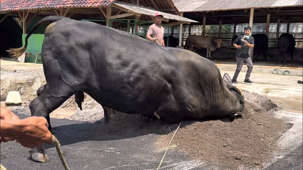 SAPI MONSTER AMUNISI TERSEMBUNYI DI PONPES BOGOR , aspal sampai amblas🔥