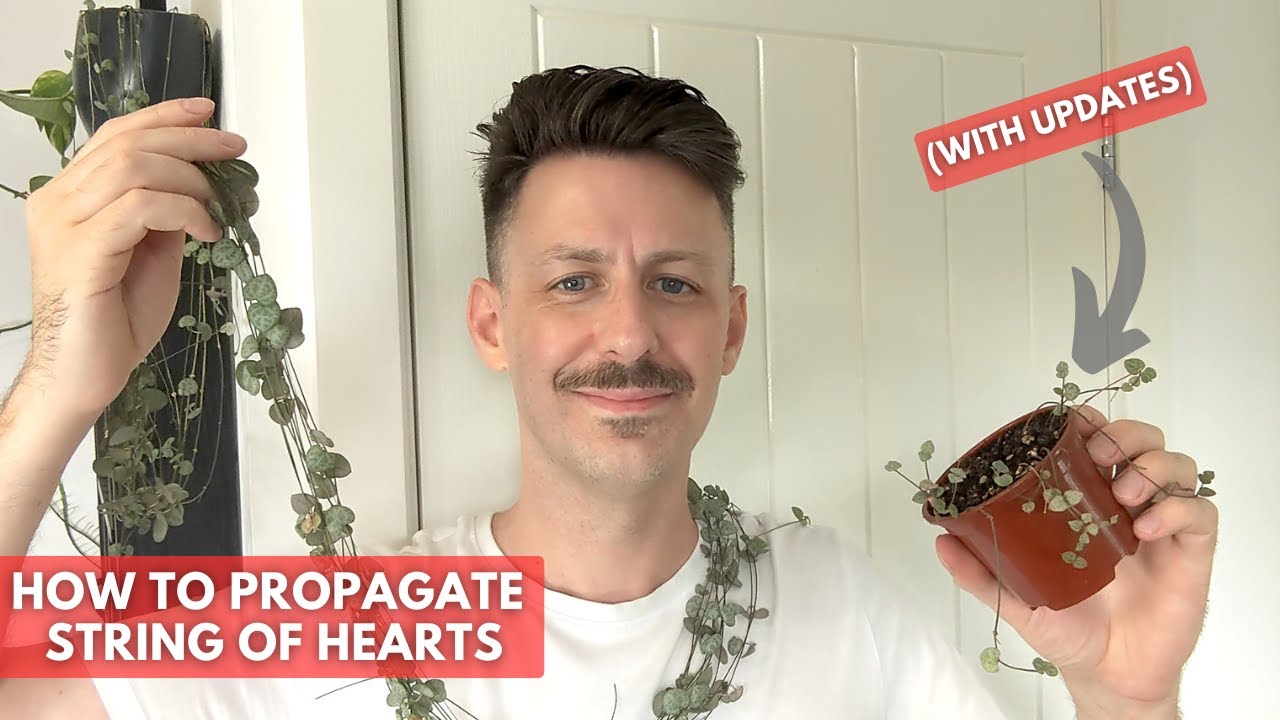 How to Propagate String of Hearts (with monthly updates!)