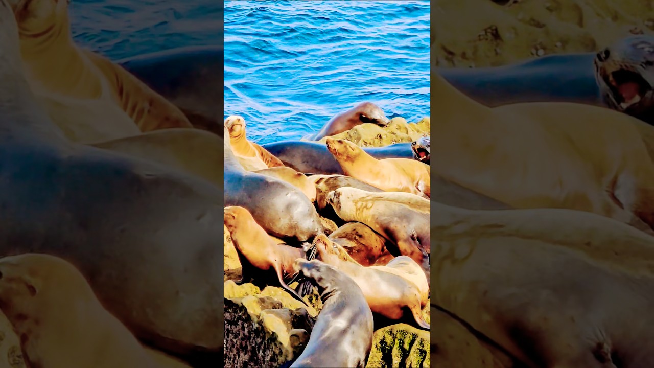 🌊Дикие и свободные: морские львы♥️ 