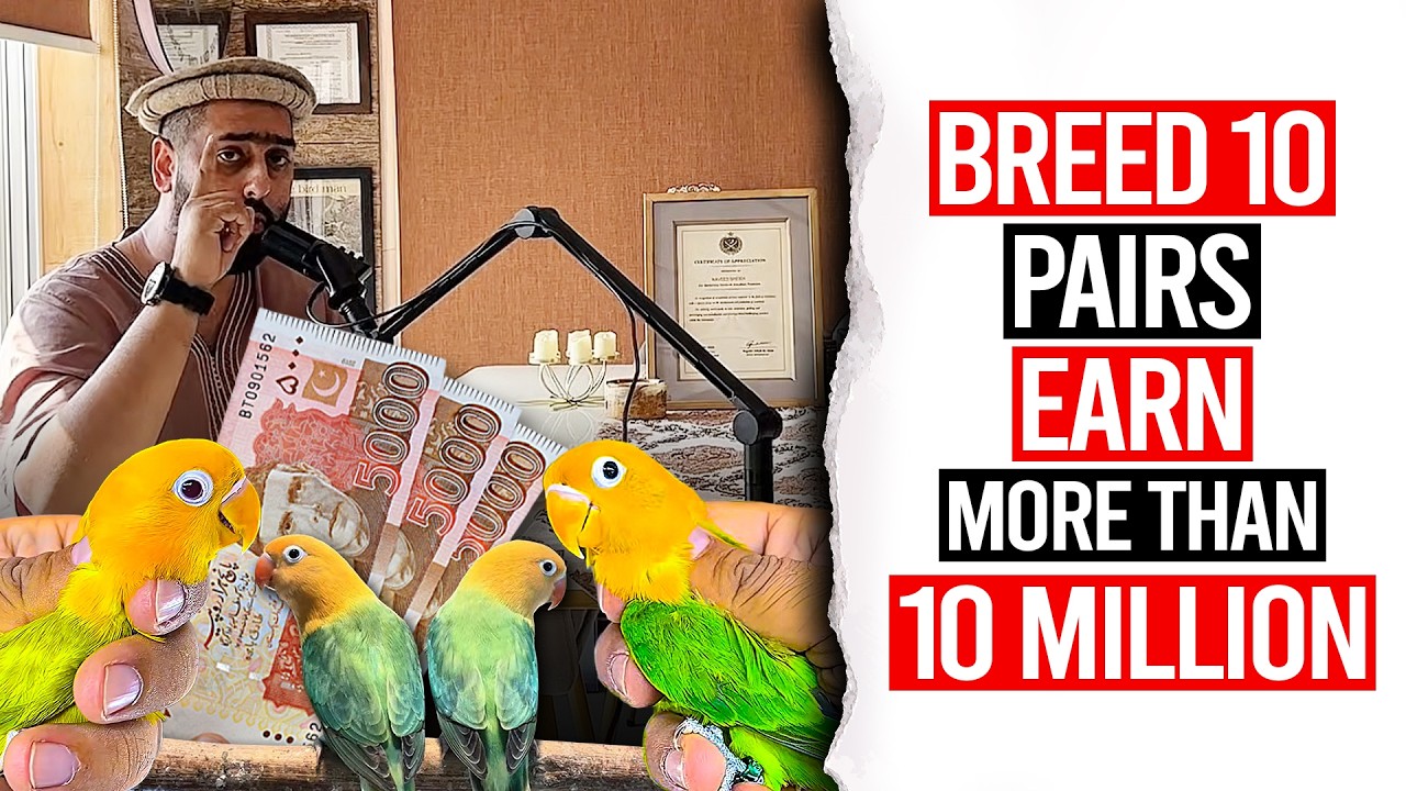 Breed 10 🦜Pairs, Earn More Than 10 Million