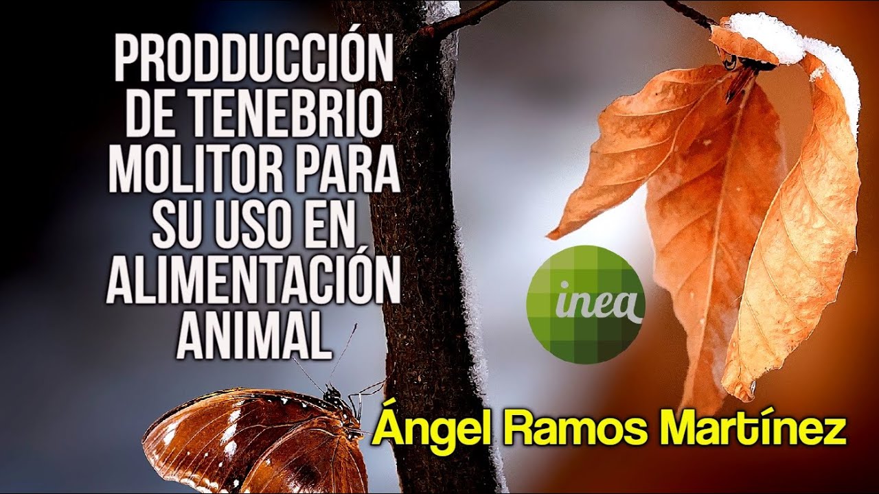 PRODDUCCIÓN DE TENEBRIO MOLITOR PARA SU USO EN ALIMENTACIÓN ANIMAL -  Ángel Ramos Martínez