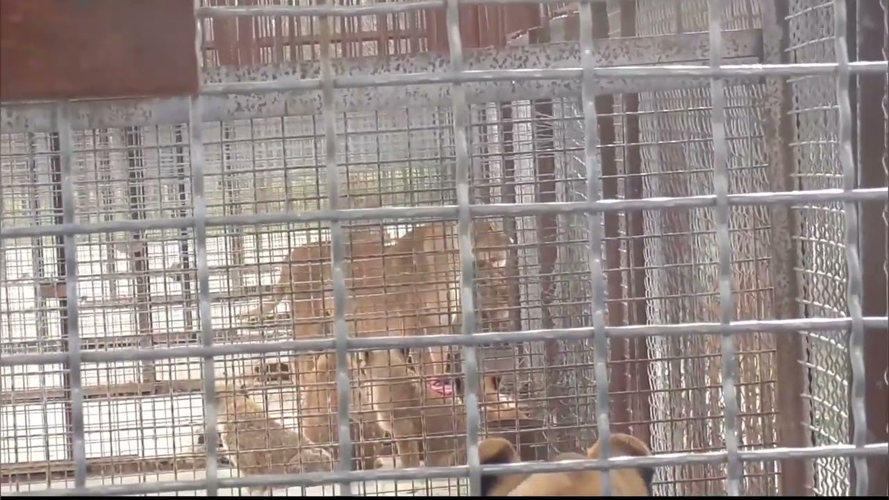Лола ПОРАДОВАЛА весенней песней! Парк львов Тайган ❤️ 
