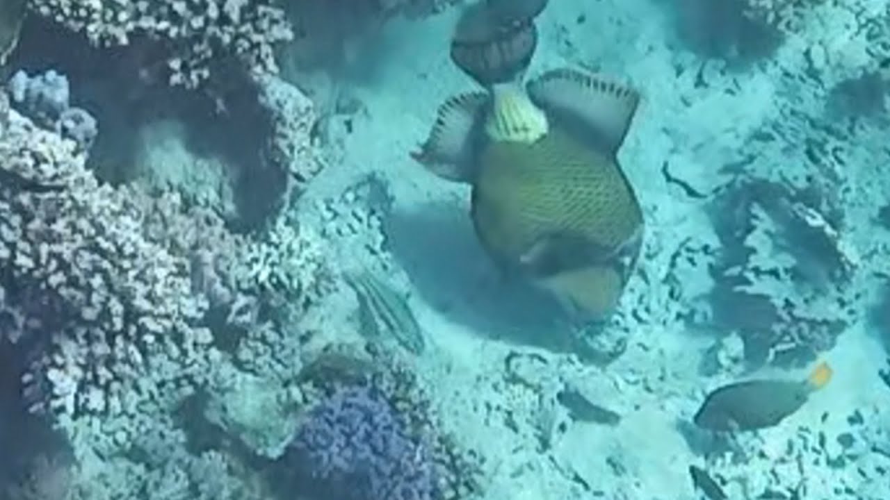 Titan triggerfish Balistoides viridescens Титановый спинорог