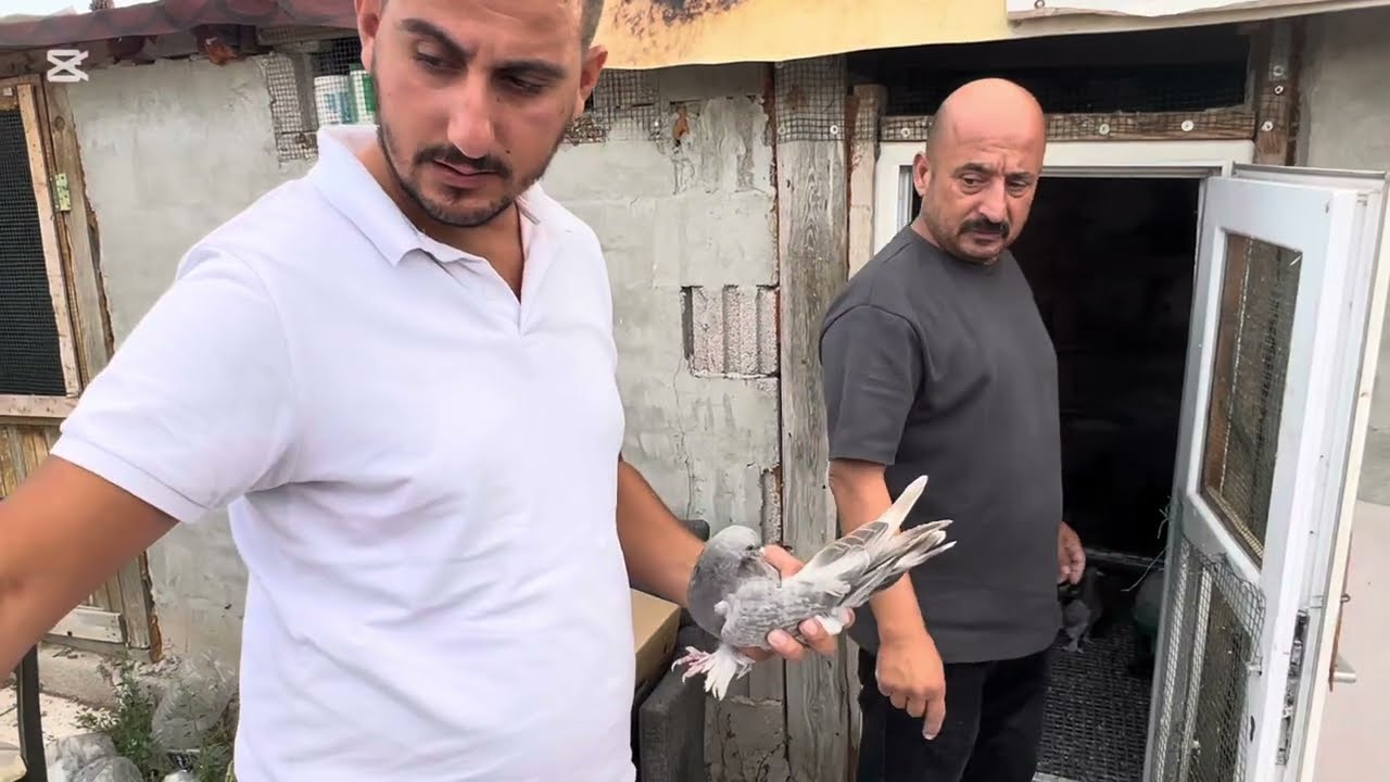 Akşam mezatta AYDIN bi den alınan kuşlar var 22.00 da MEZATTAYIZ