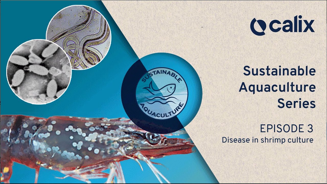 Ep 3 - How to make aquaculture more sustainable - Effects of disease in shrimp farming