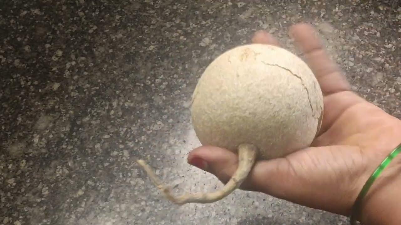 Velakkaya Pachadi | wood apple chutney  వెలక్కాయ రోటి పచ్చడి అన్నం, దోస లోకి భలే రుచిగా వుంటుంది 