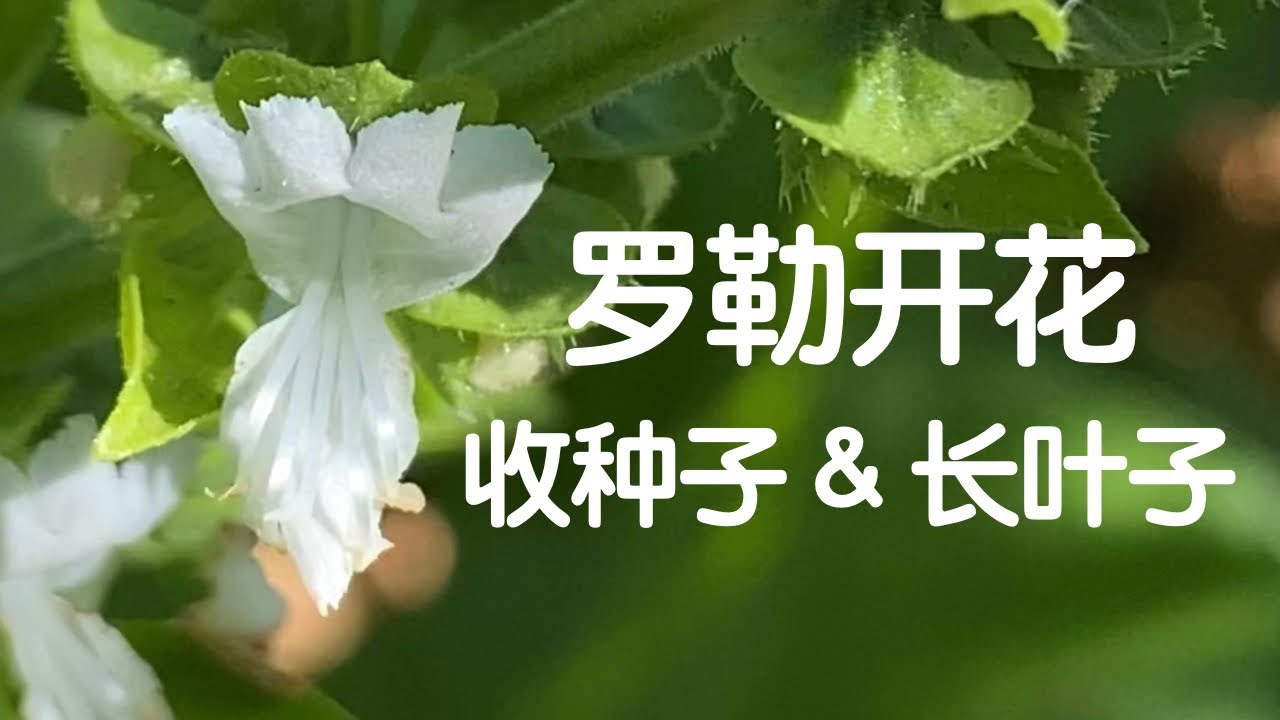 【罗勒开花结籽】收完种子还能让罗勒继续生长｜Save Basil Seeds