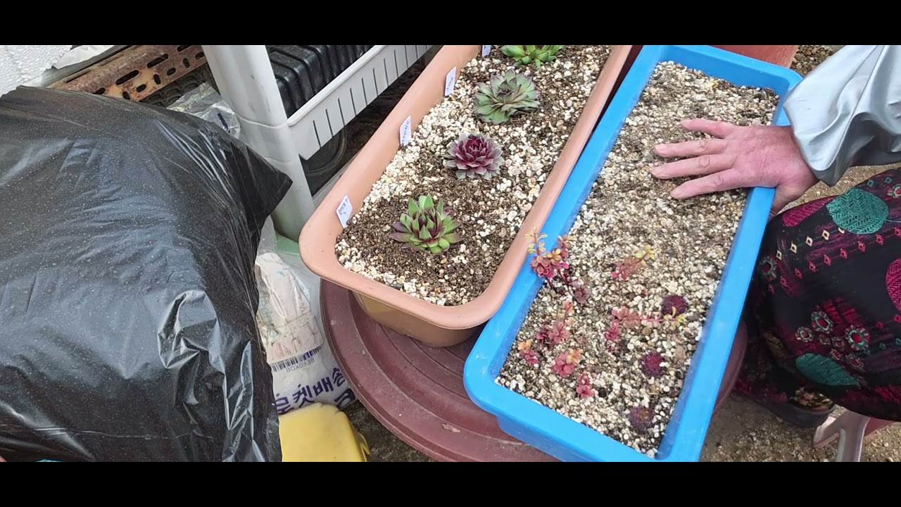 바위솔   큰 아이들만 심었어요