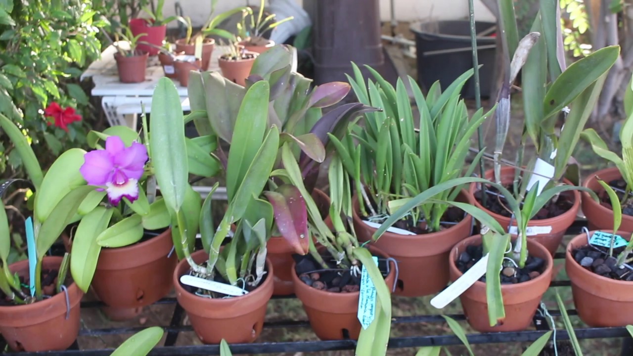 some new orchids and 2 orchid flowers