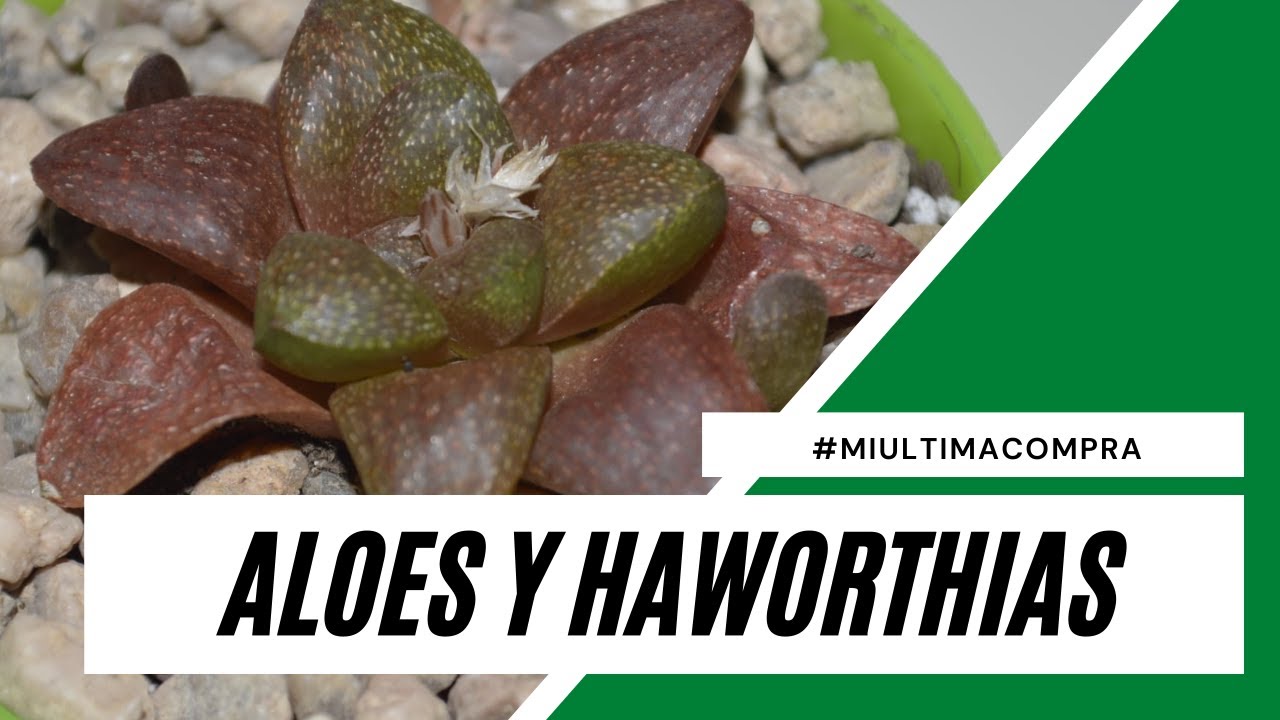 Haworthias y Aloes #MiUltimaCompra