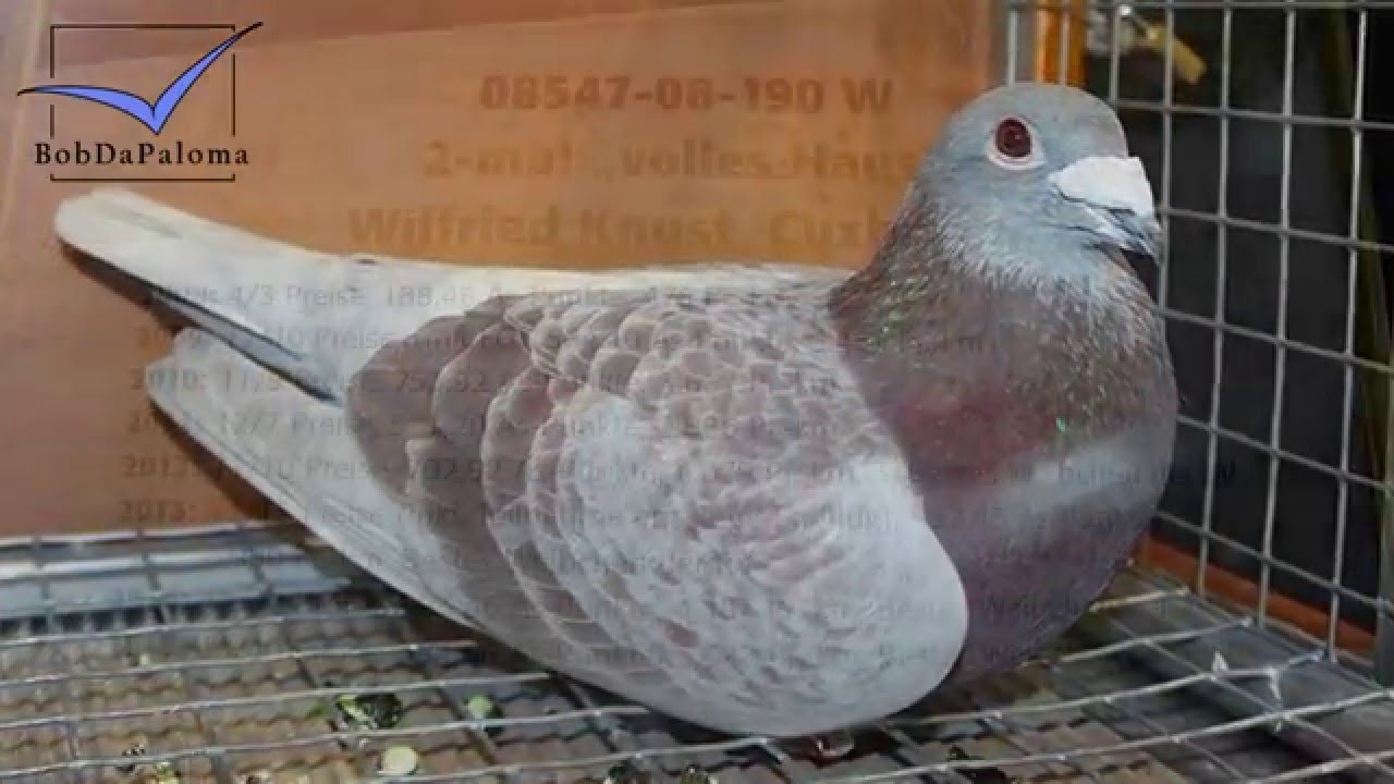 30 Superstar Racing Pigeons, German Pigeon Show DBA 2016 (Slideshow)