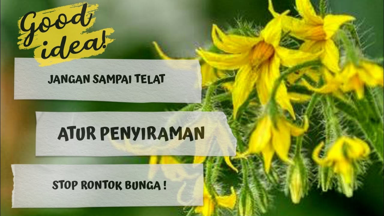MERAWAT BUNGA TOMAT SEJAK AWAL 🍅💯👍 #budidayatomat  #tanamantomat