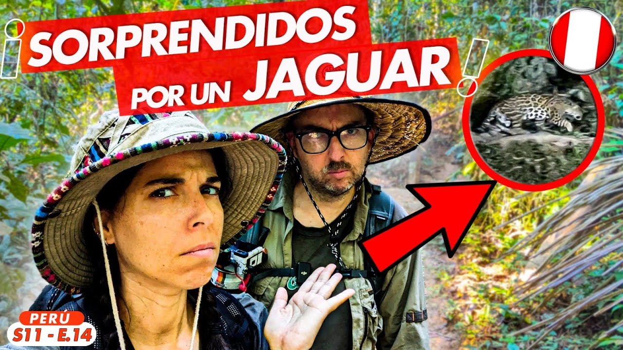 🐆 ENCUENTRO CON JAGUAR EN  TAMBOPATA - Puerto Maldonado 🇵🇪 SELVA DEL AMAZONAS