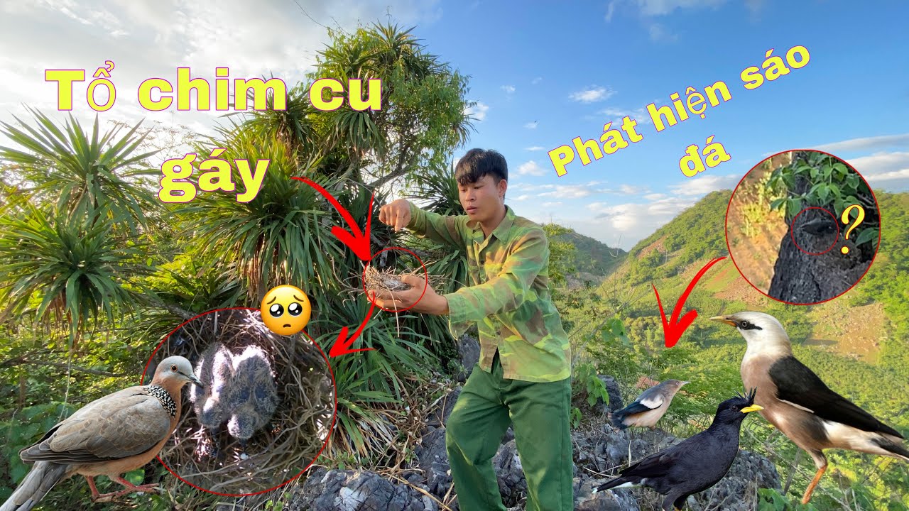 Tìm Tổ Chim Rừng Vô Tình Phát Hiện Chim Sáo Đá Non Và Được Tổ Chim Cu Gáy Hỏng | Duy Tôm TV