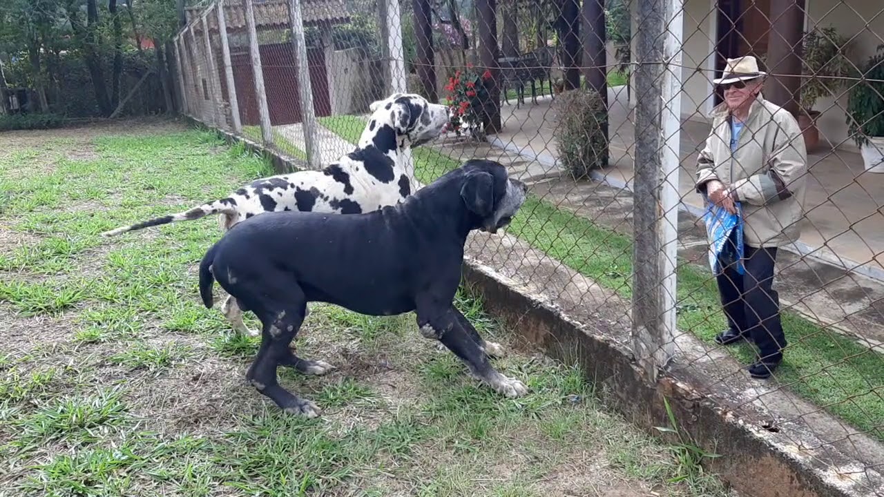 Fazendo guarda as 9 anos