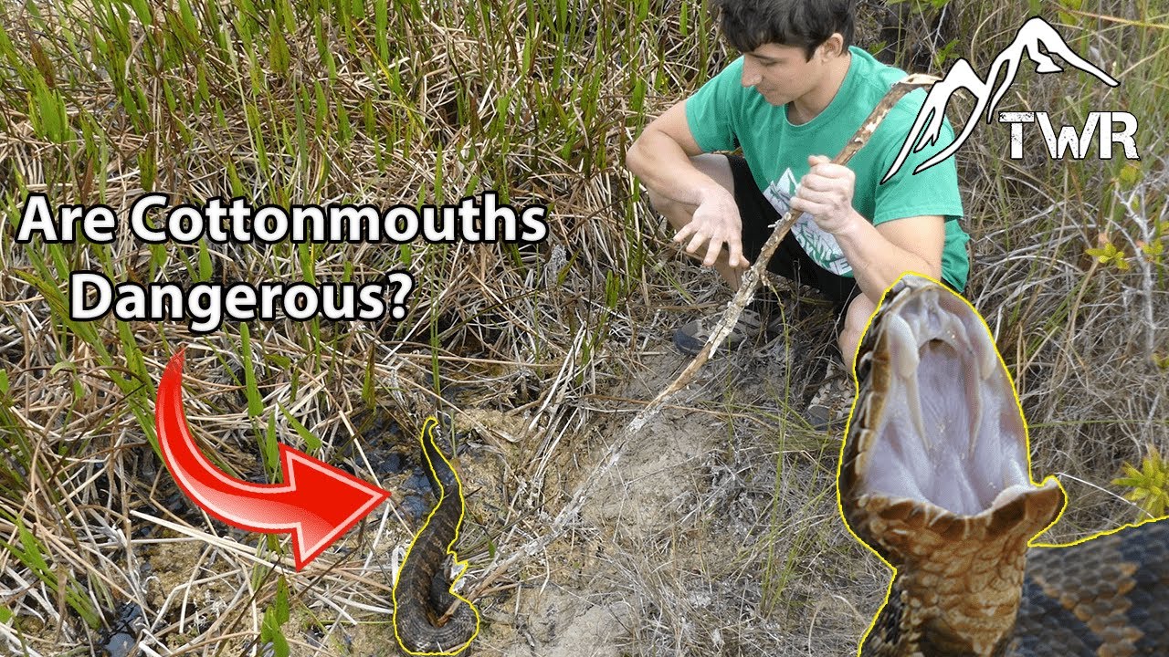 How Dangerous Is The Florida Cottonmouth?