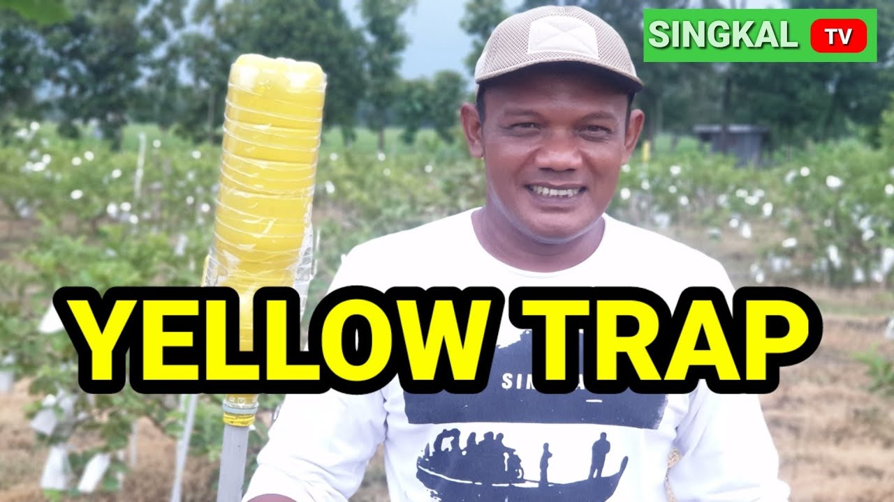 YELLOW TRAP #yellowtrap #jambukristal #mengendalikanhamatanaman