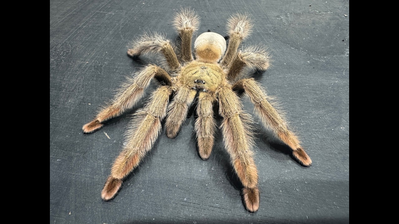 Psalmopoeus pulcher, панамский блондин: подробный обзор