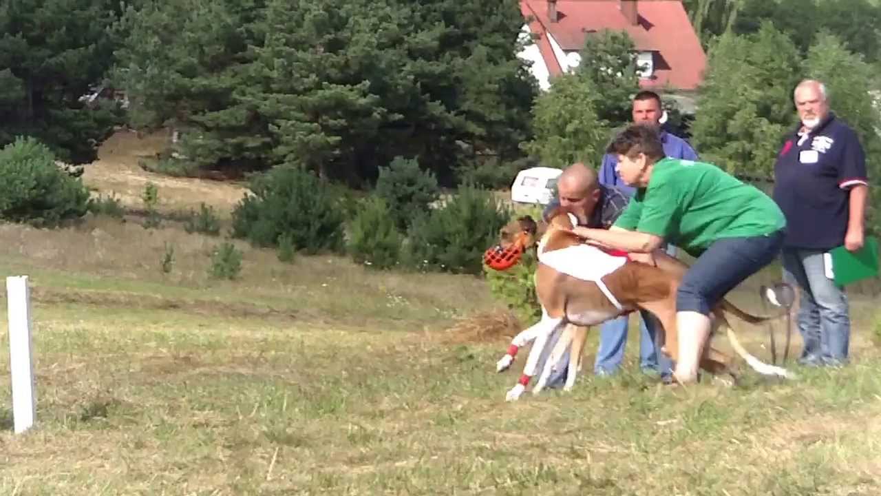 chart polski coursing Swornegacie 2013  II tura Tytus, Niecierpek Arcturus FILE0028