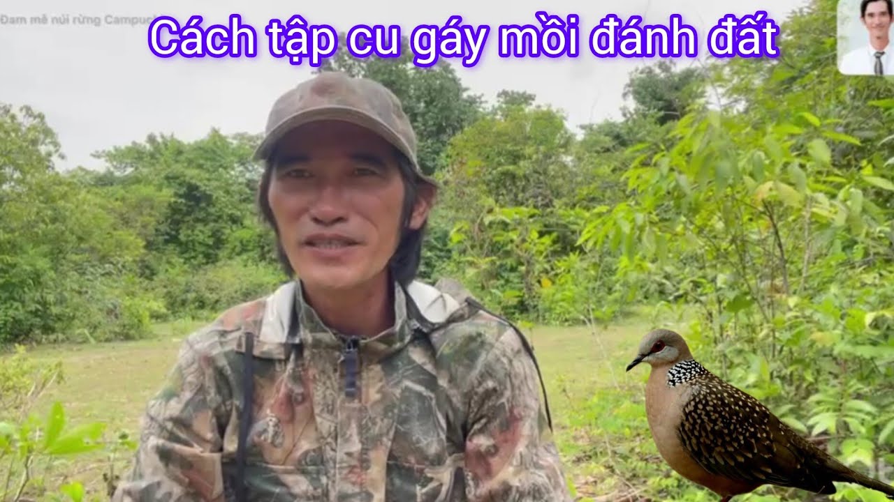 Đam mê núi rừng Campuchia- đôi lời chia sẽ vế cách tập cu gáy mồi đánh đất