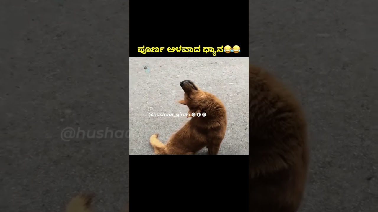 dog funny video #funnypictures #memehub #funny #kannada #comedy #instagram #funnyvideo #kannadamemes