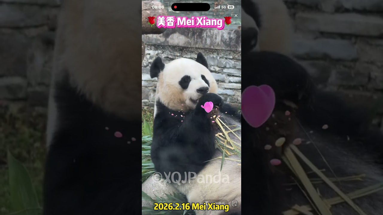 Mei Xiang 美香😘🌹2026.2.16 Mei Xiang🌹
