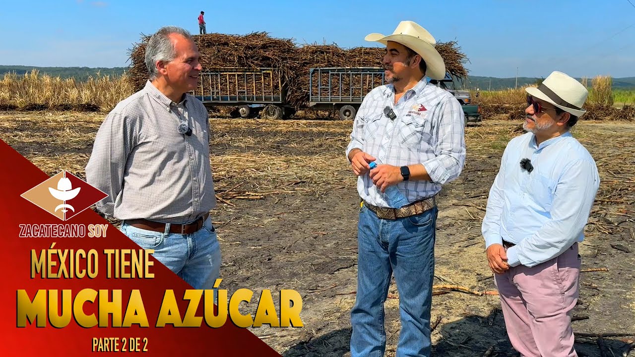 ASÍ SE COSECHA la caña de azúcar
