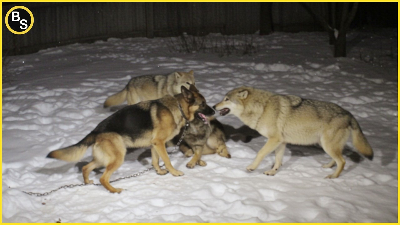Wolf, Dog, and Leopard in a Deadly Encounter
