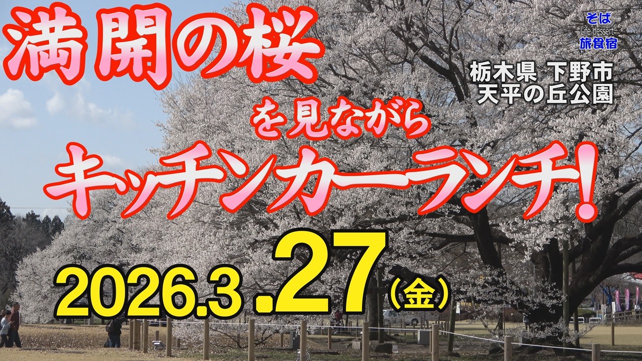 【栃木県下野市・桜】4K　27日の満開速報　キッチンカー情報も！　栃木県 下野市の天平の丘公園で桜が満開！