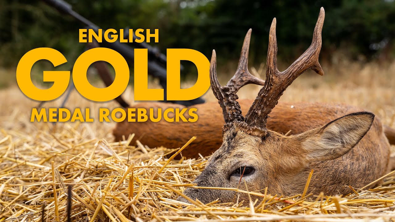 ENGLISH GOLD MEDAL ROEBUCKS