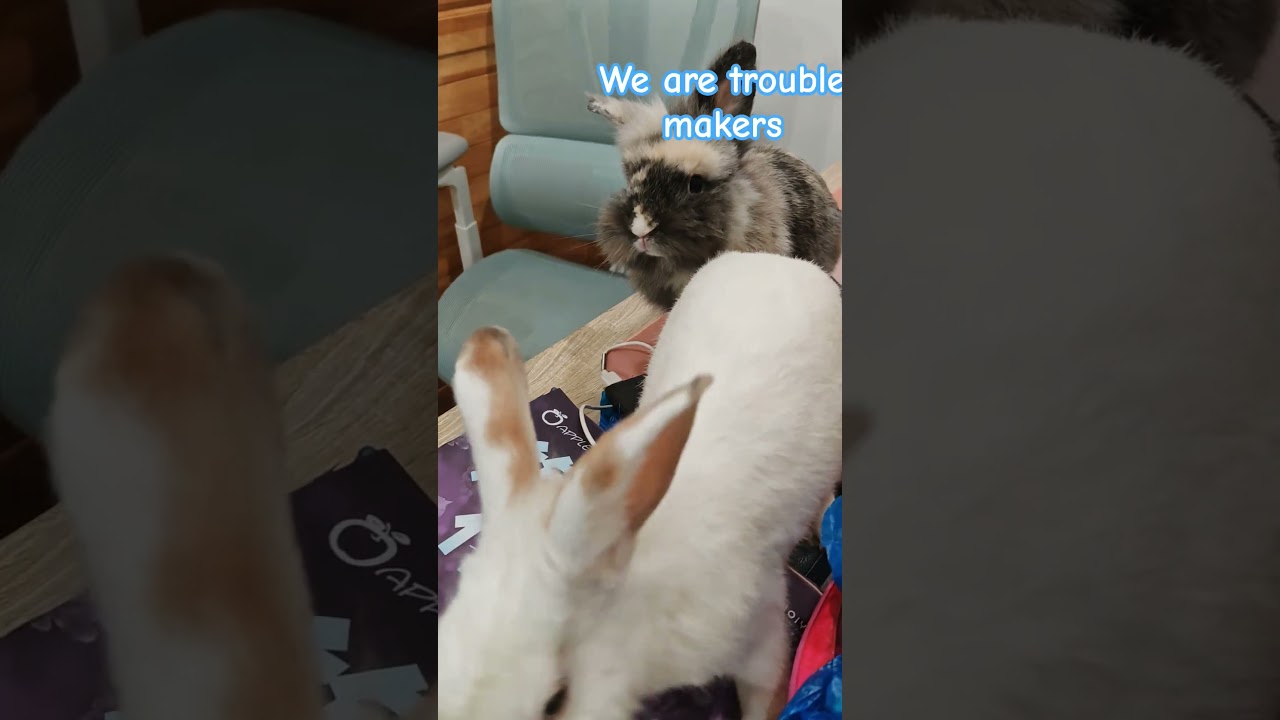 Two little #cute #innocent #troublemakers #rabbit #pets #mybunny
