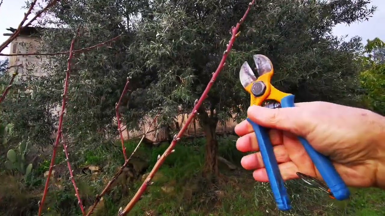 Come potare il pesco. Tutto quello che bisogna sapere. 