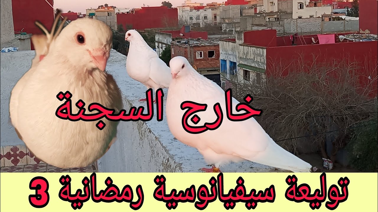 توليعة رمضانية 3 خارج السجنة مع #سلالة_الأنيق #السيفيانوس_المغربي_الأصيل #pigeon #المغرب #explore 