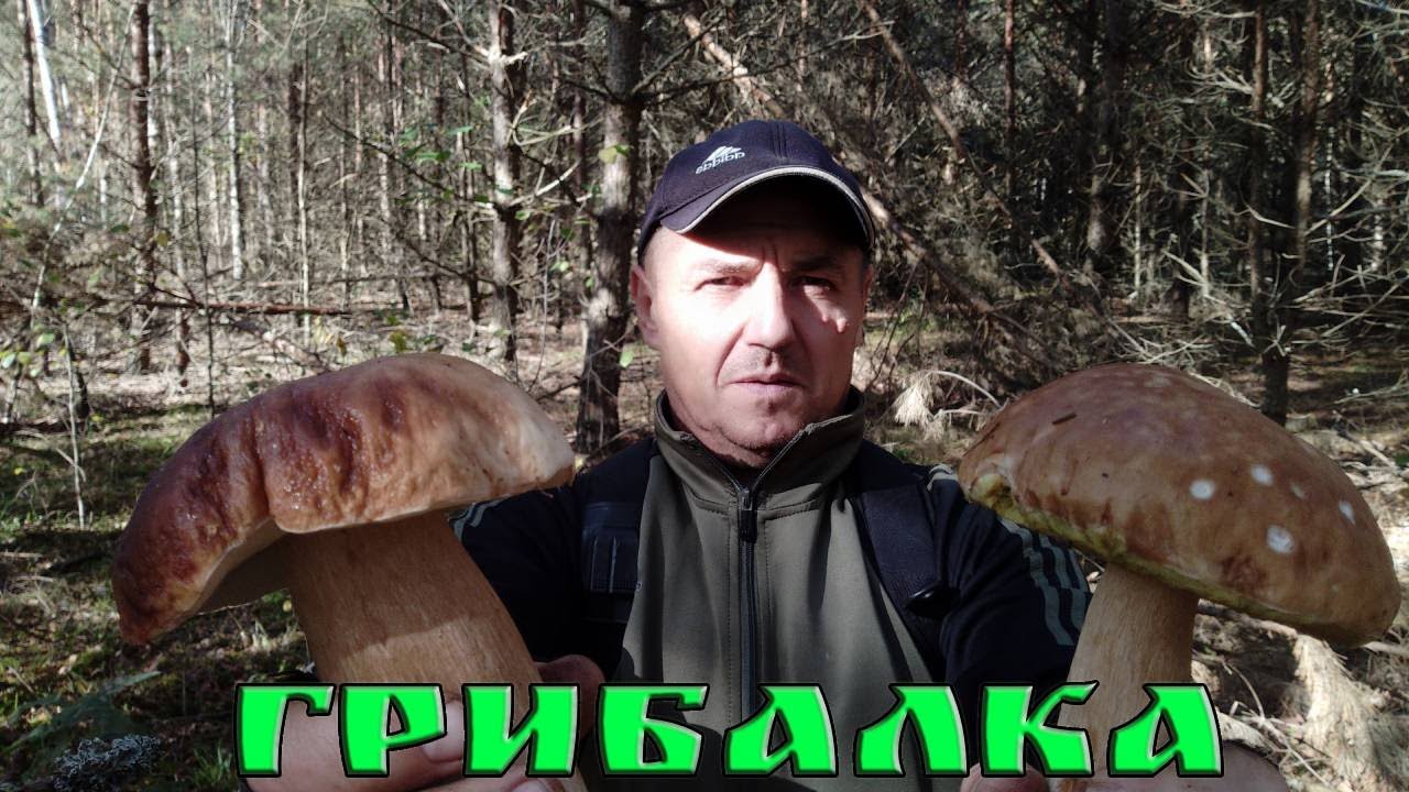 ГРИБАЛКА  9ЖОВТНЯ 2024Р. РІВНЕНЩИНА ЗАРІЧНЕНСЬКИЙ Р-Н.