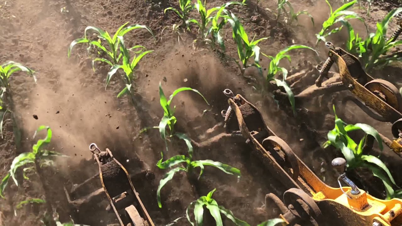 Campanie Prășit 2020-John Deere 5820-Cultivator Kurt