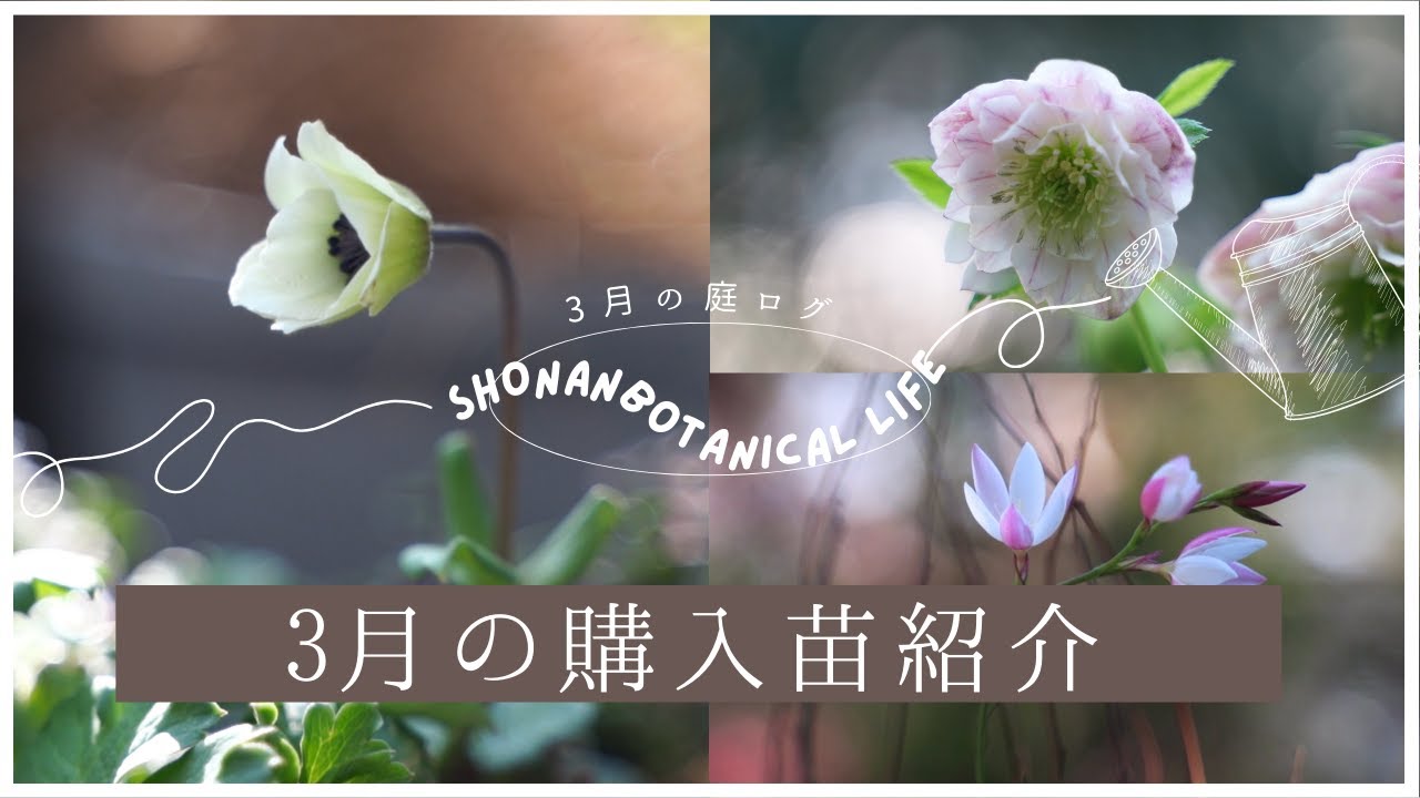 【春のガーデニング】3月の購入苗紹介｜加藤農園よりお迎えしたクリスマスローズ｜