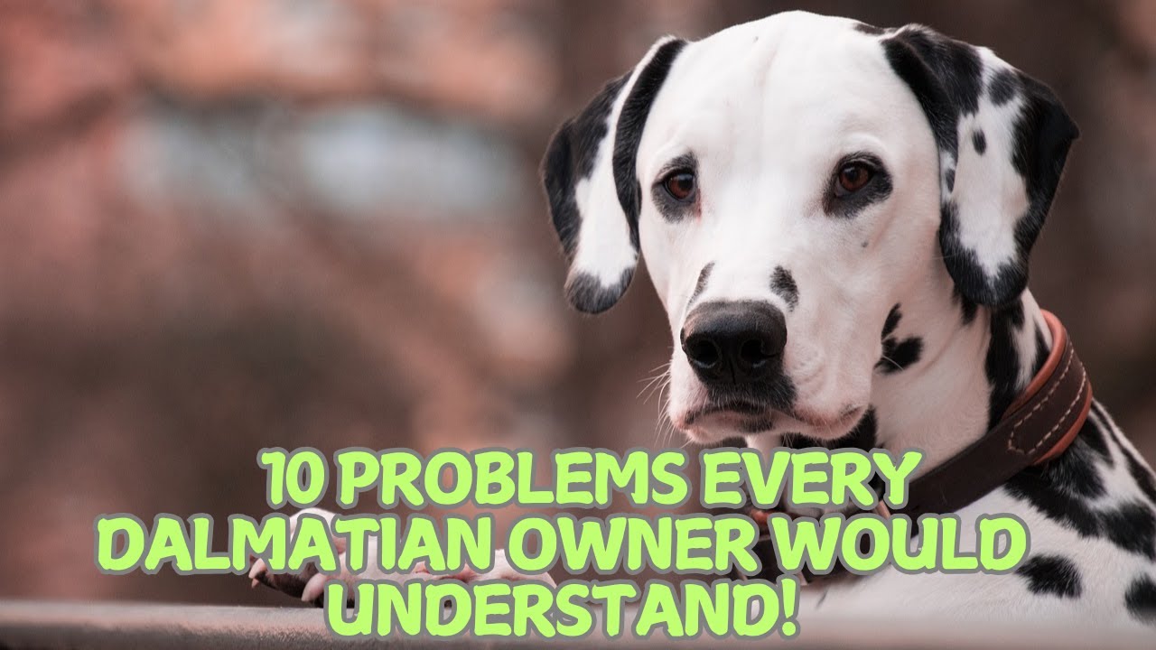 10 Problems Every Dalmatian Owner Would Understand! 🖤🐕