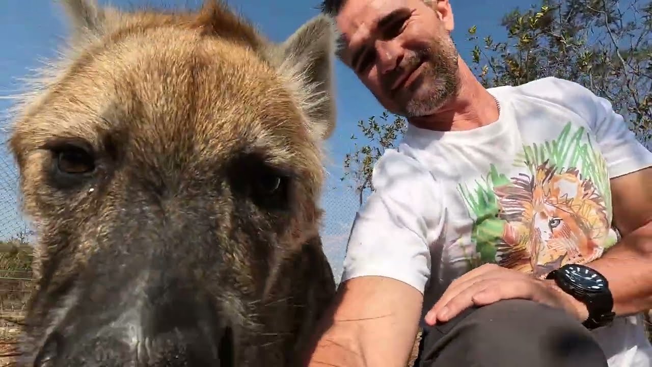 Hyena Battle For KING | The Lion Whisperer