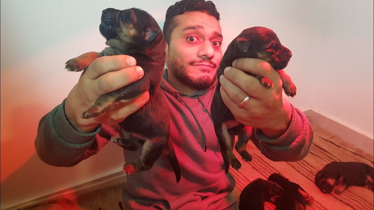 حتختار اضخم ولا اصغر كلب؟ جرو عمر ٥ ايام ..و شوف حيكون شكلة عامل ازاي لما يكبر!