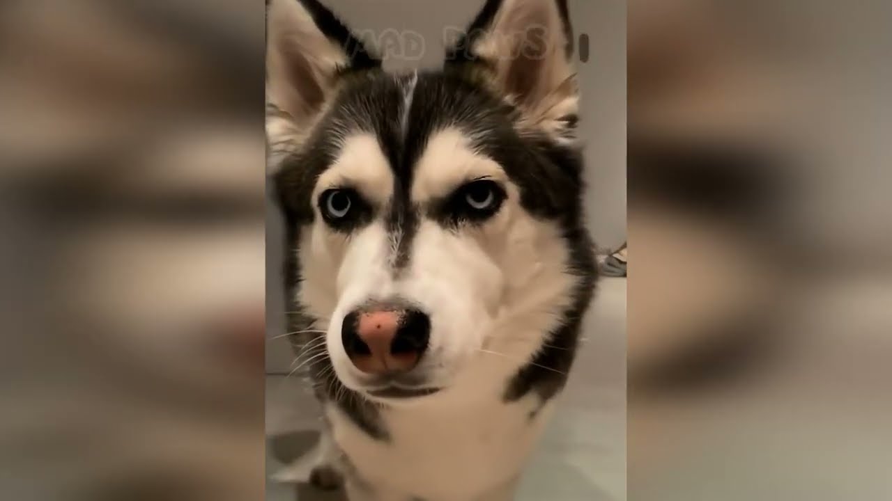 🖕🐕 Meet the Funniest Dogs of 2026 - Can You Handle the Laughter? 👍💥