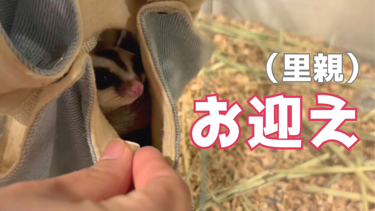 【ご報告】フクロモモンガ君の里親になりました