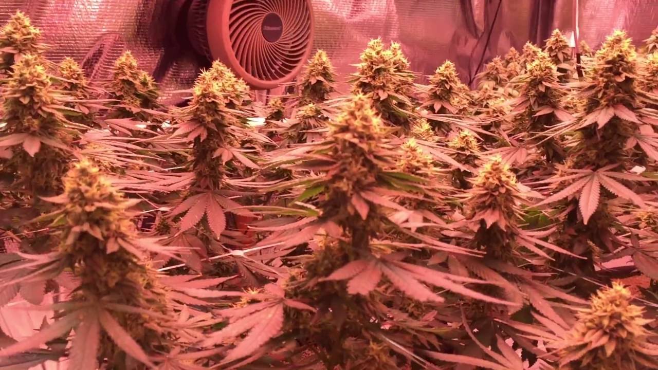 Day 60 update! T5 PowerVEG flowering