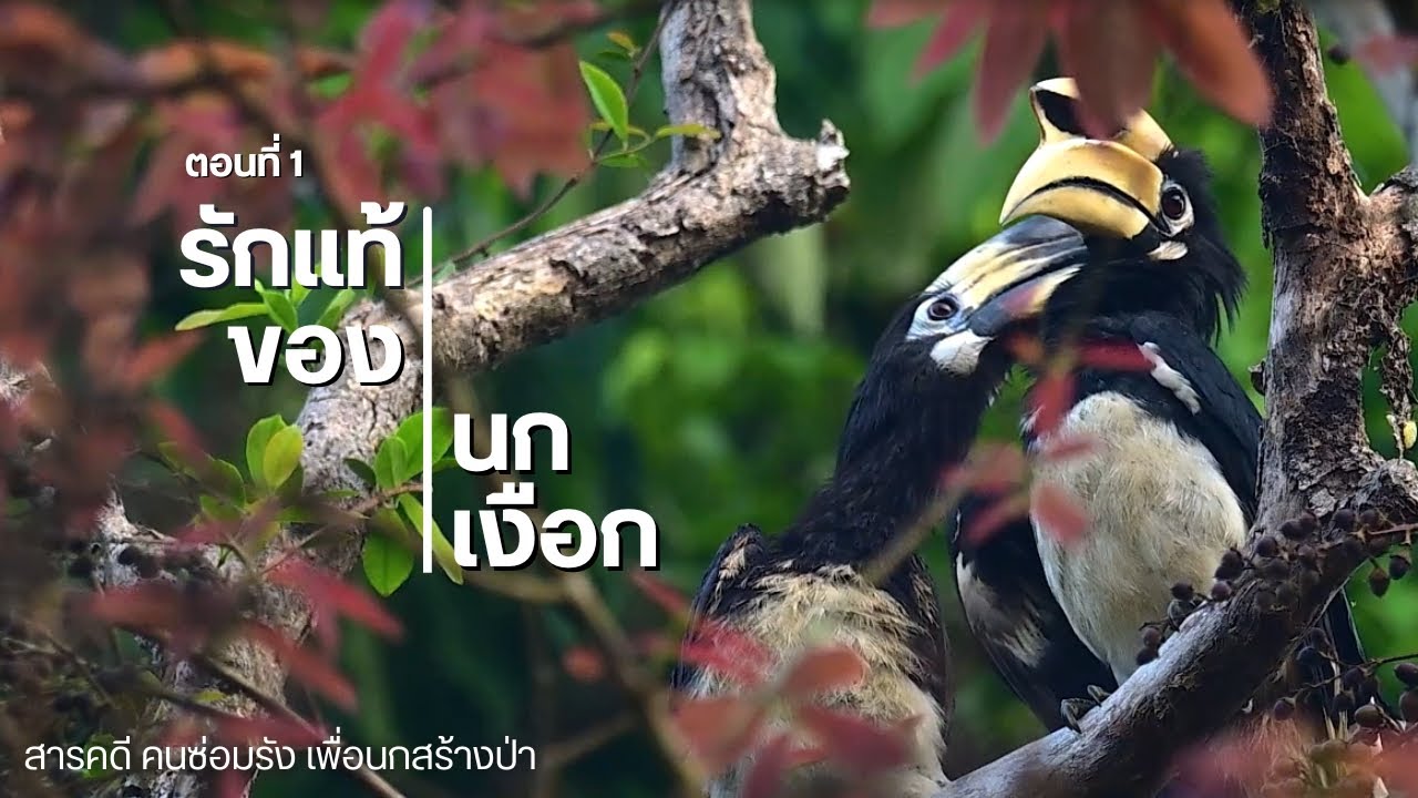 สารคดี คนซ่อมรัง เพื่อนกสร้างป่า - ตอนที่ 1 รักแท้ของนกเงือก