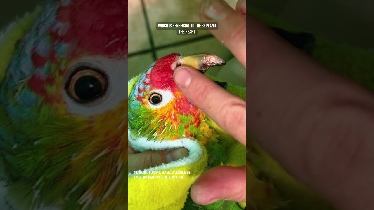 Rocky's biannual beak trim and more has commenced 