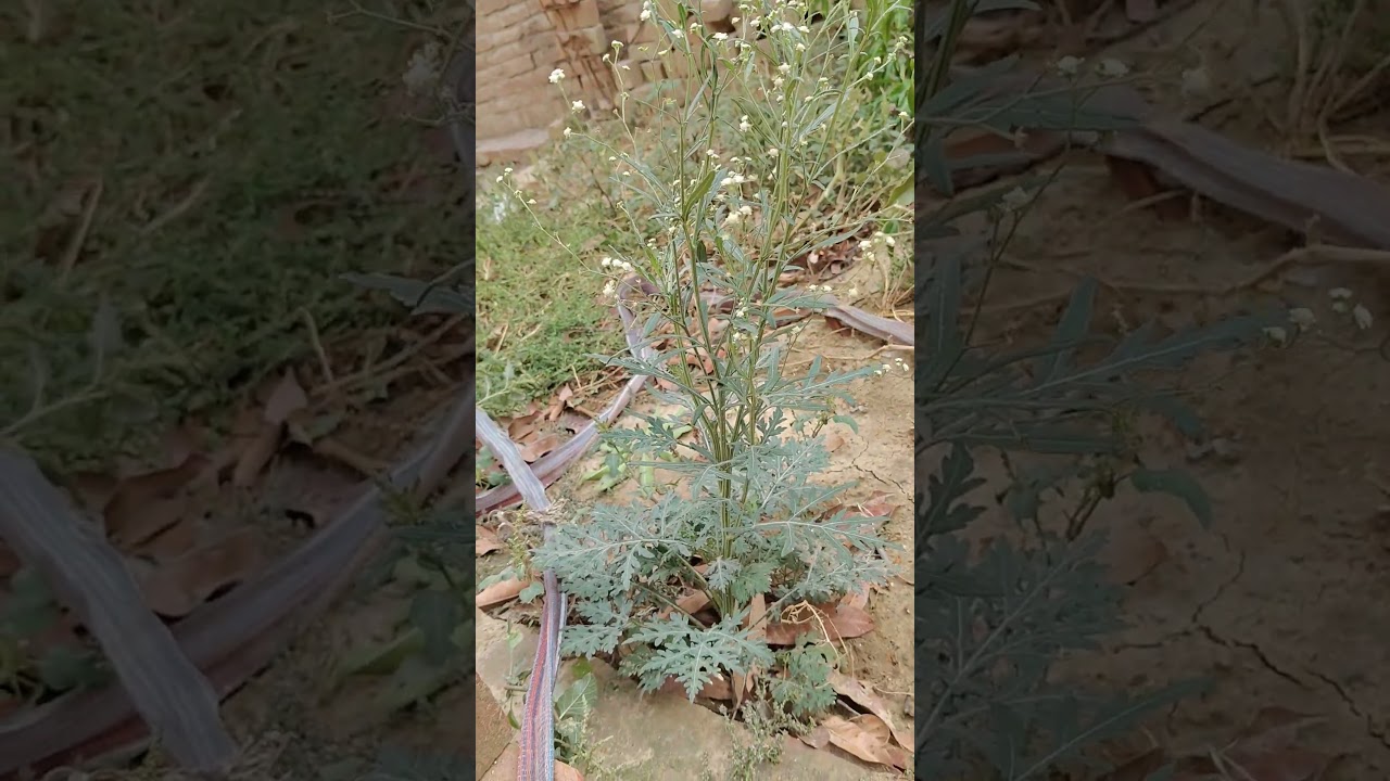 पारद को अग्नि स्थाई करने में सहायक होती है है