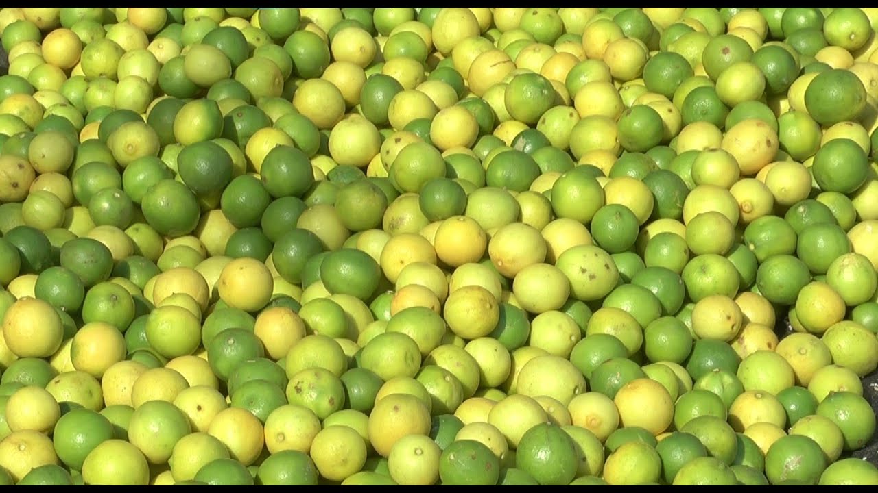 ಉತ್ತರ ಕರ್ನಾಟಕದಲ್ಲಿ ನಿಂಬೆ ಬೆಳೆಯ ಸ್ಥಿತಿಗತಿ - ಶ್ರೀ ಬೀರಪ್ಪ ಚನ್ನಪ್ಪ ವಗ್ಗಿ | Present Status of Lime